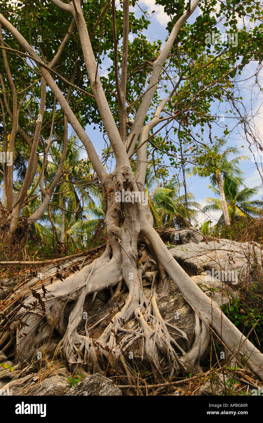 Raya Island A new unspoiled diving and tourism destination south of ...
