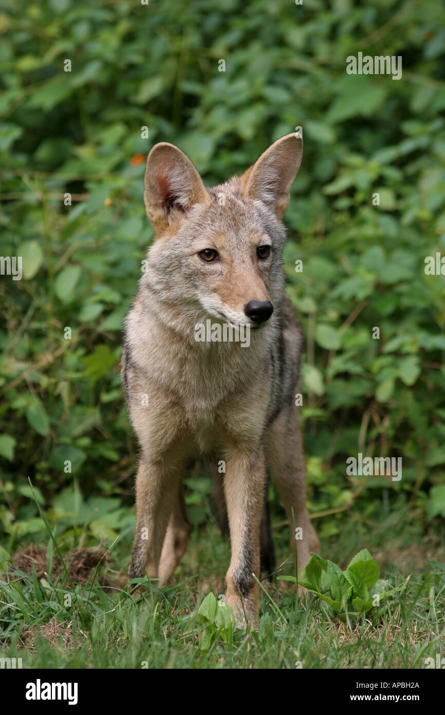 Can A Dog Smell A Coyote