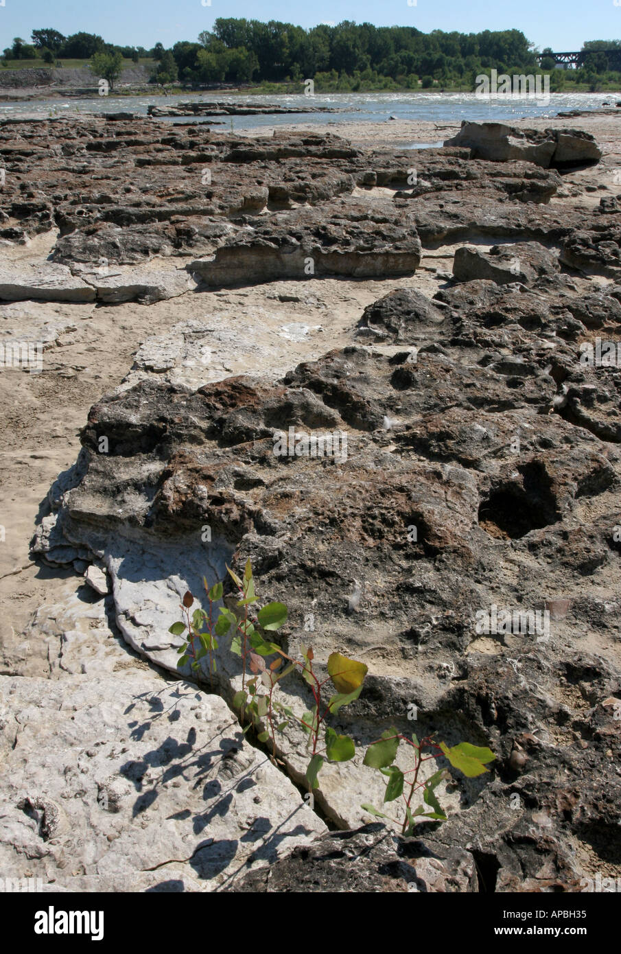 falls of the ohio river state park jeffersonville indiana ledge cottonwood  tree seedling ledge bedrock fossil erosion Stock Photo - Alamy