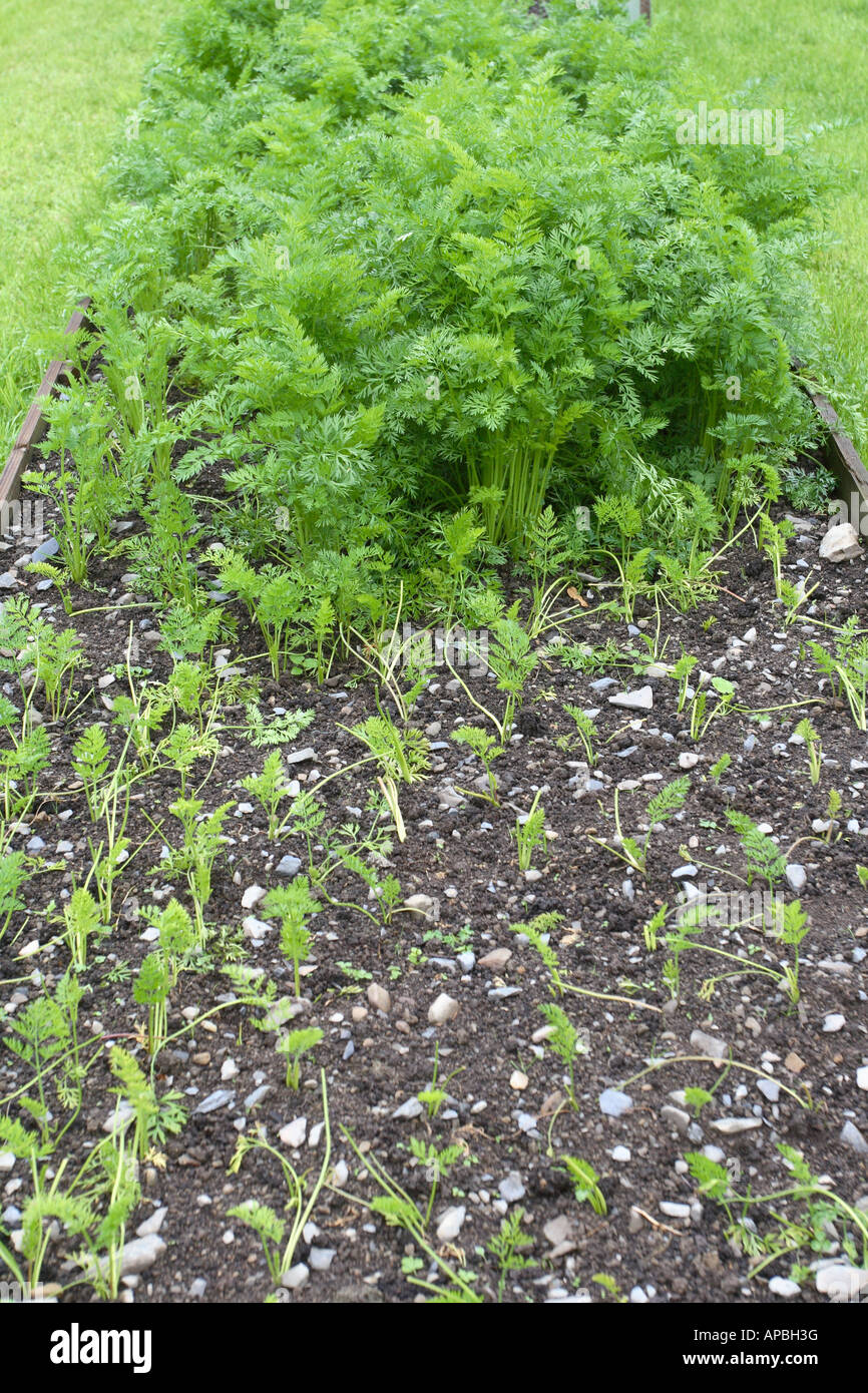 CARROTS GROWING ON RAISED BED Stock Photo Alamy