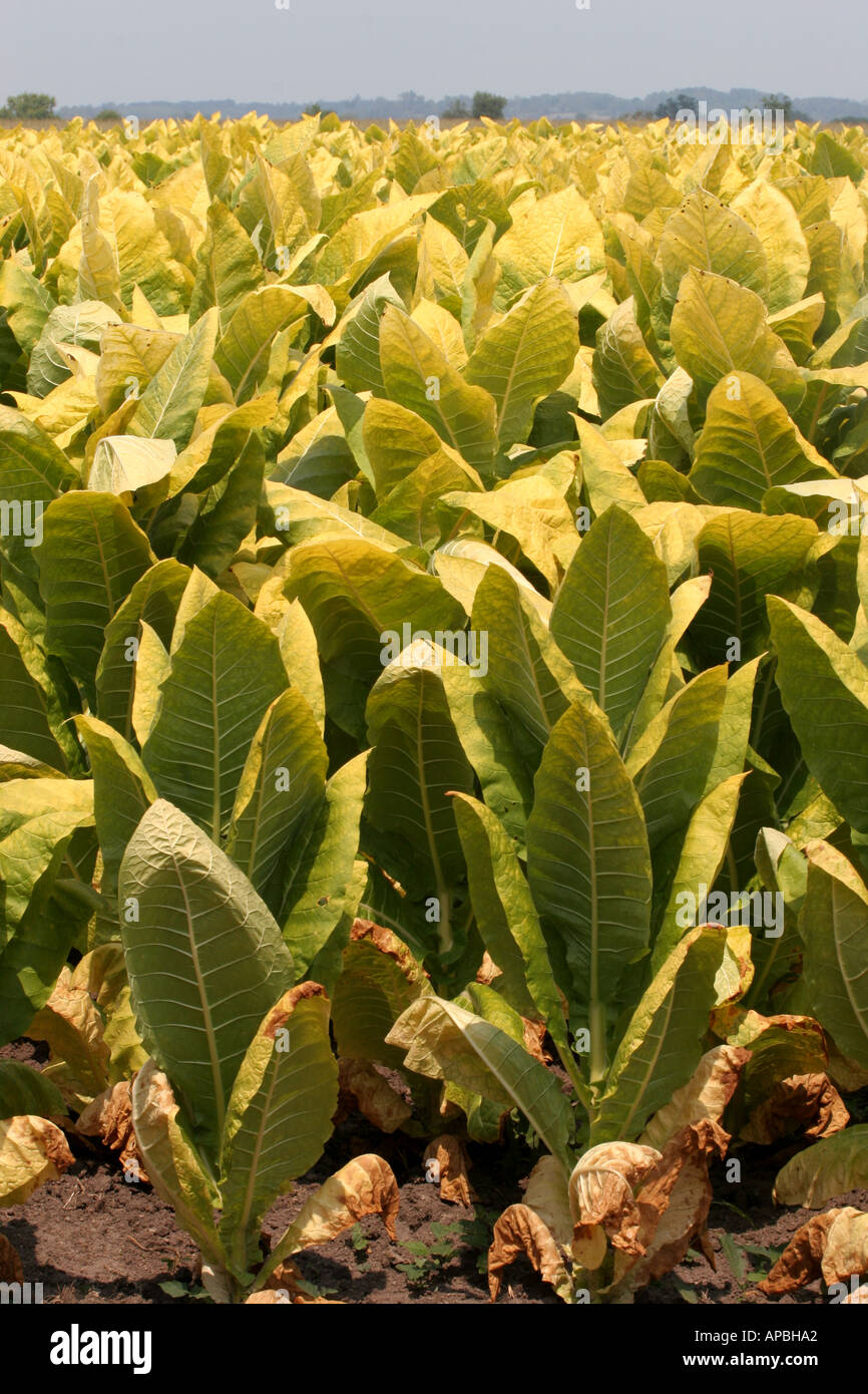 tobacco leaves plant field farm kentucky united states smoking