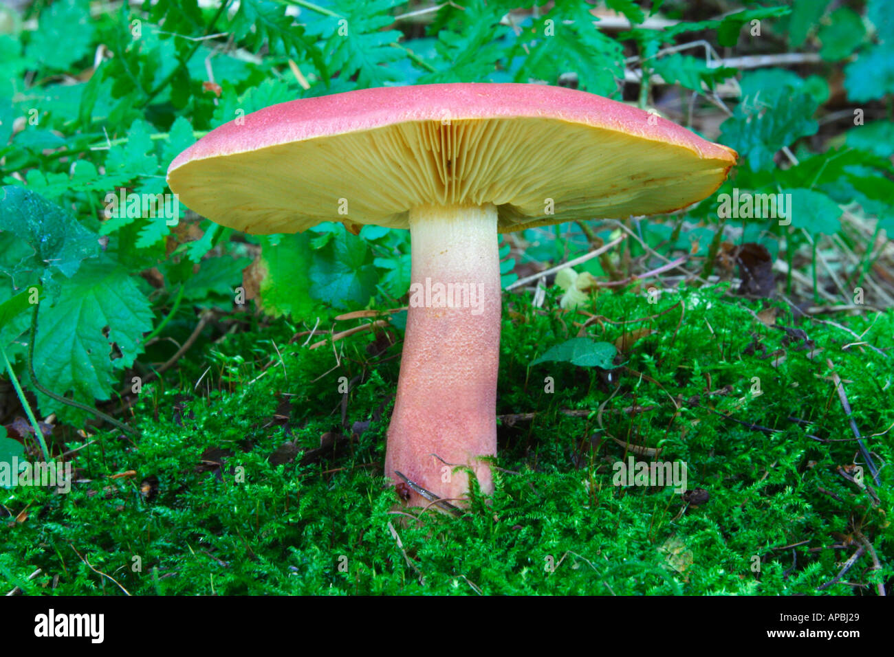 "Plums and Custard" Tricholomopsis rutilans fungus fungi toadstool in