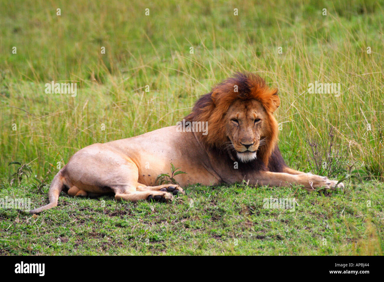 Lion Masai Mara National Nature Reserve on safari Kenya East Africa ...