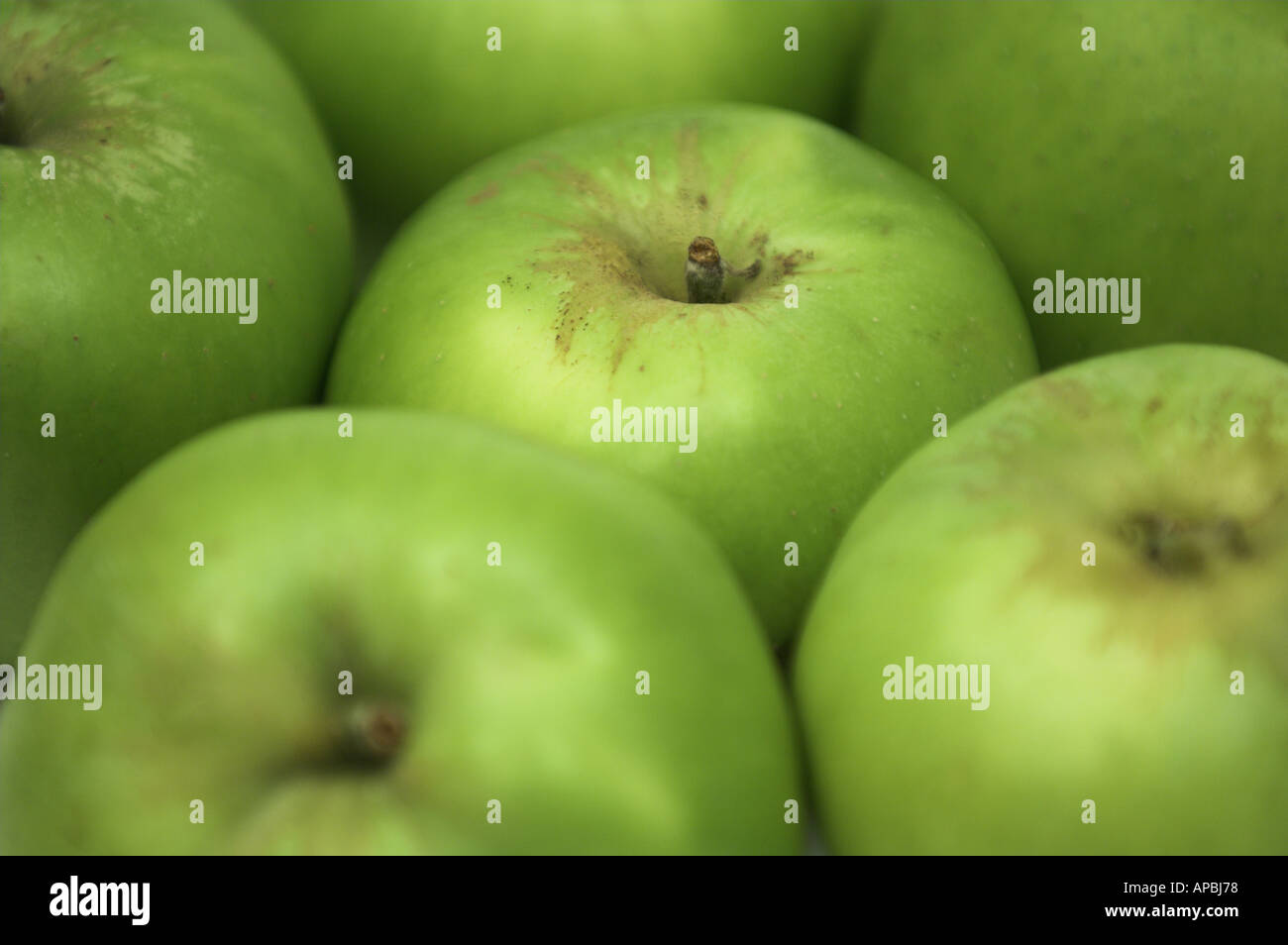 Cooking Apple Bramley Fruit Bramley Apples Stock Photo Alamy