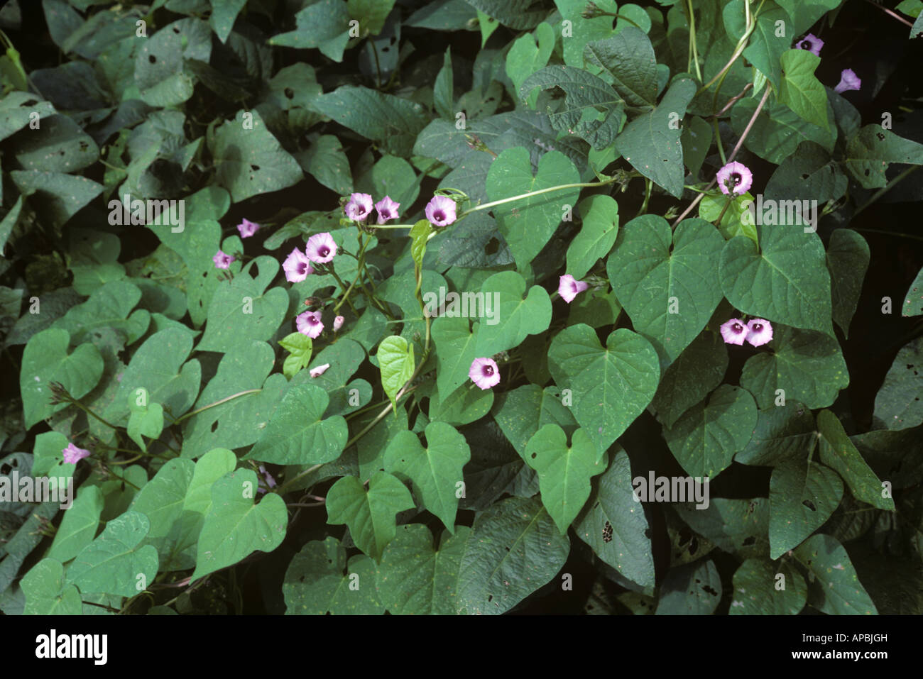 Morning glory Ipomoea purpurea flowering weed in a soya crop USA Stock Photo