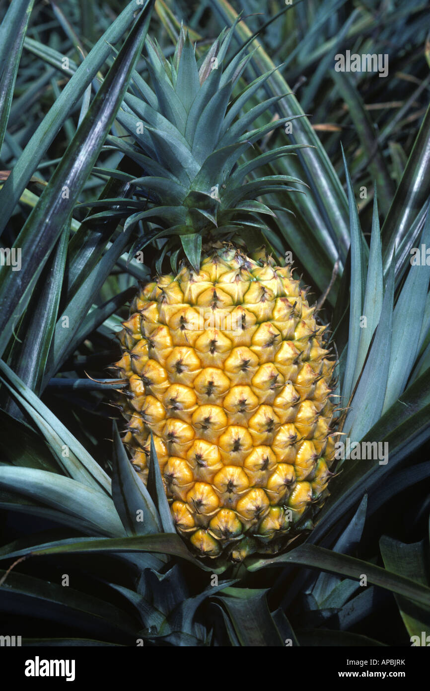 Overripe yellow pineapple fruit on the plant in the field Port Elizabeth South Africa Stock Photo