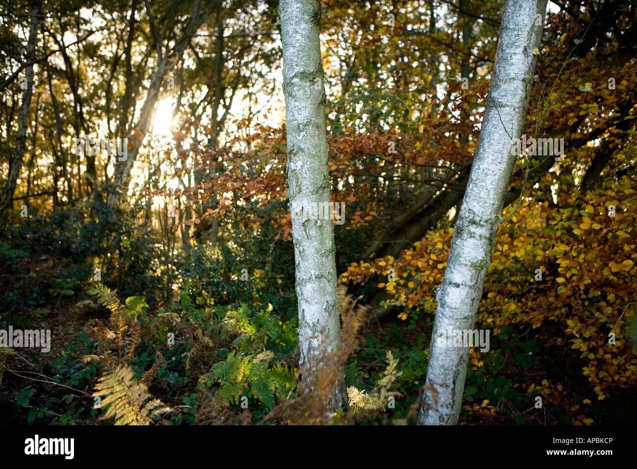 Silver birch /  Betula pendula trees in woodland Kent England UK Stock Photo