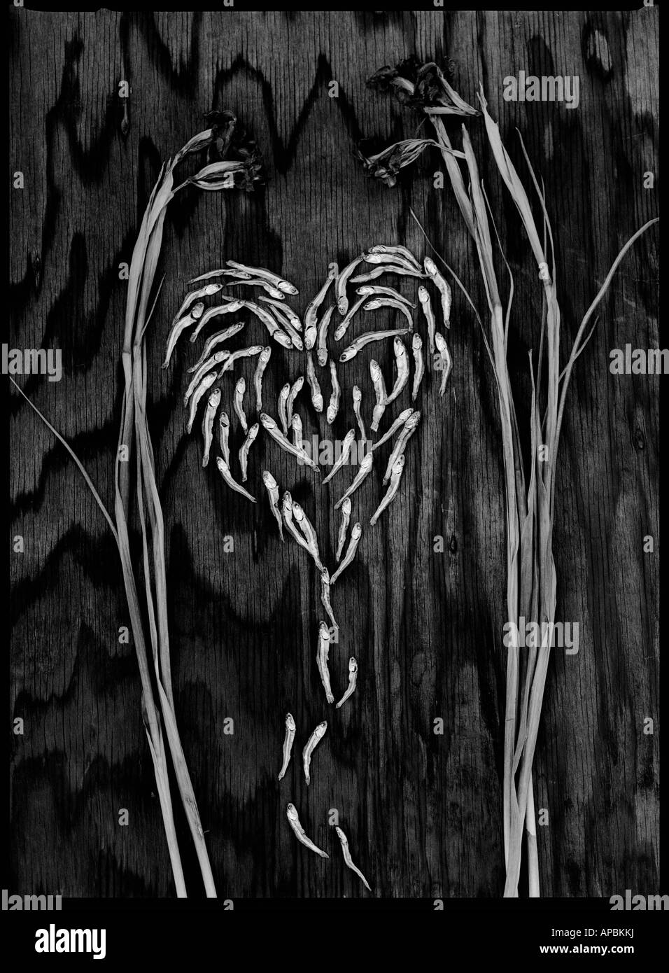 Dead fish Black and White Stock Photos & Images - Alamy