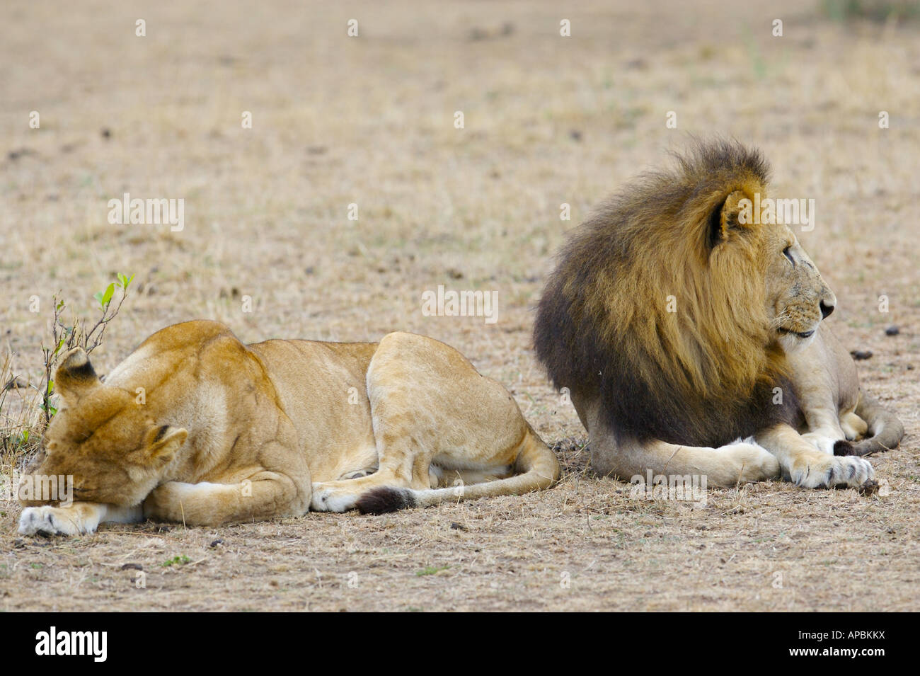 African Mating Lions Stock Photo - Alamy