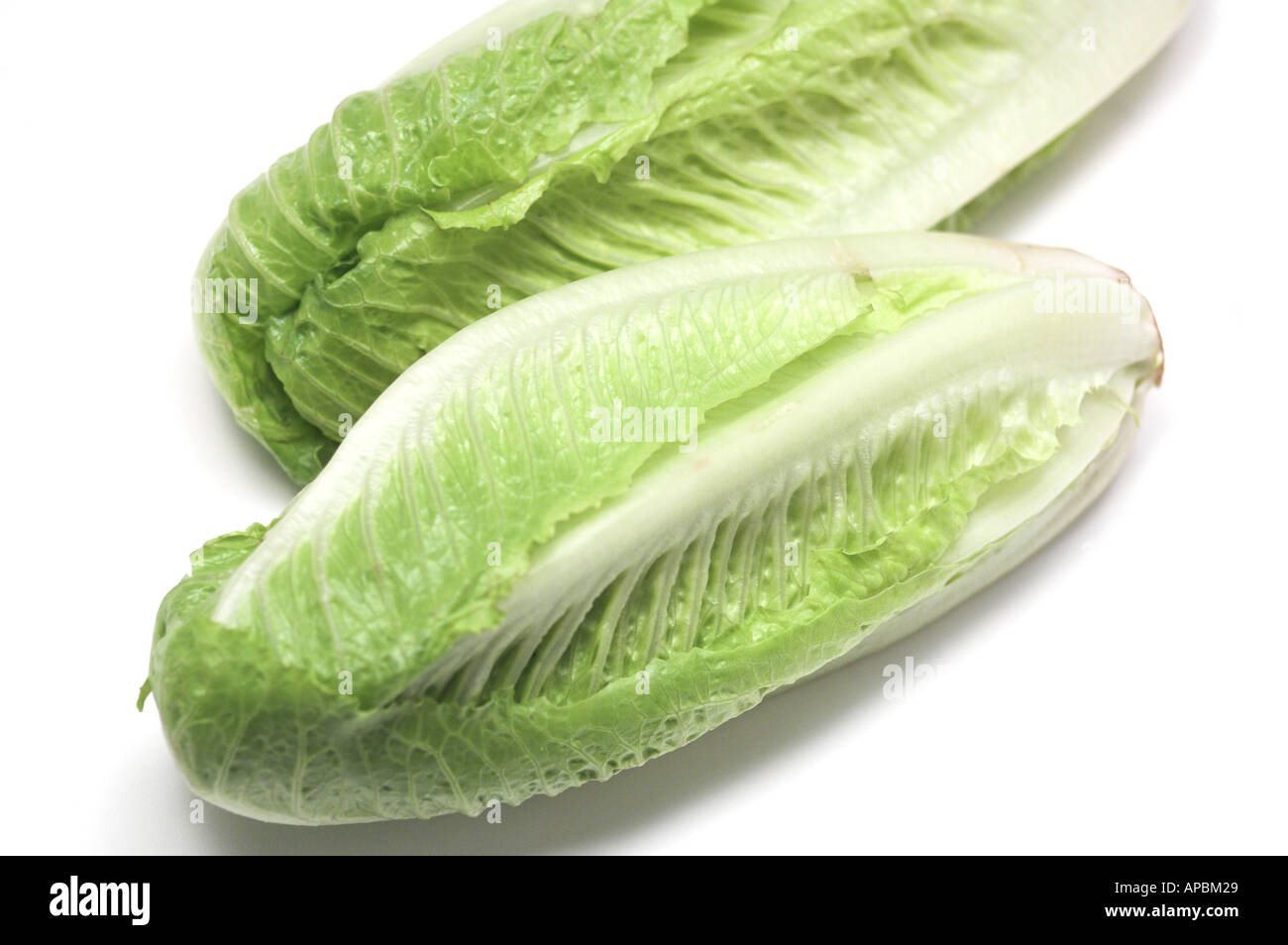 Vegetable Lettuce Hearts of Romaine Cos Lettuce Stock Photo - Alamy