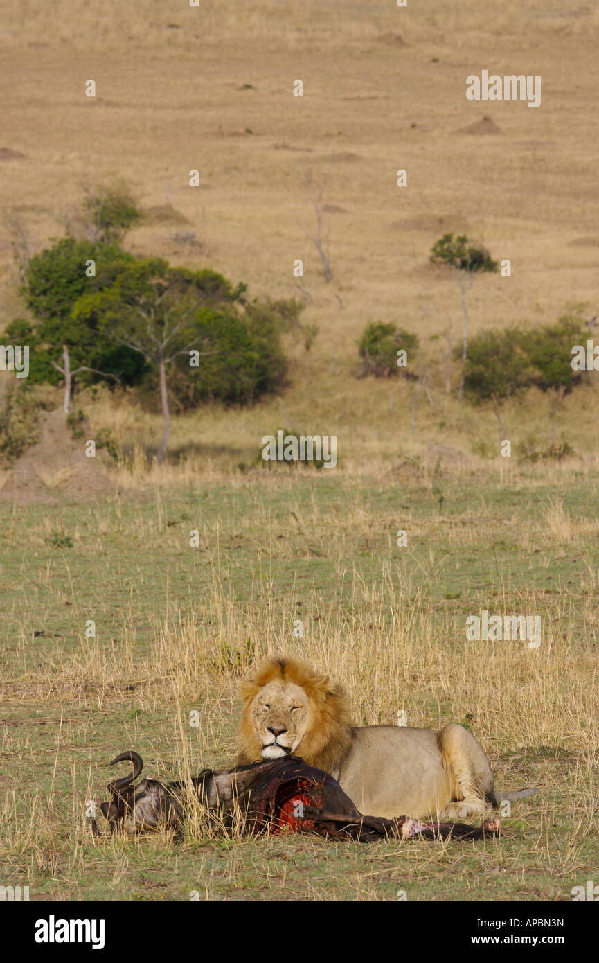 african safari lion kill