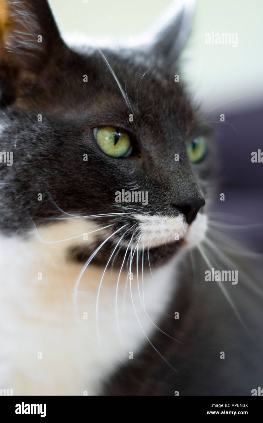 Portrait of beautiful grey & white tabby Stock Photo - Alamy