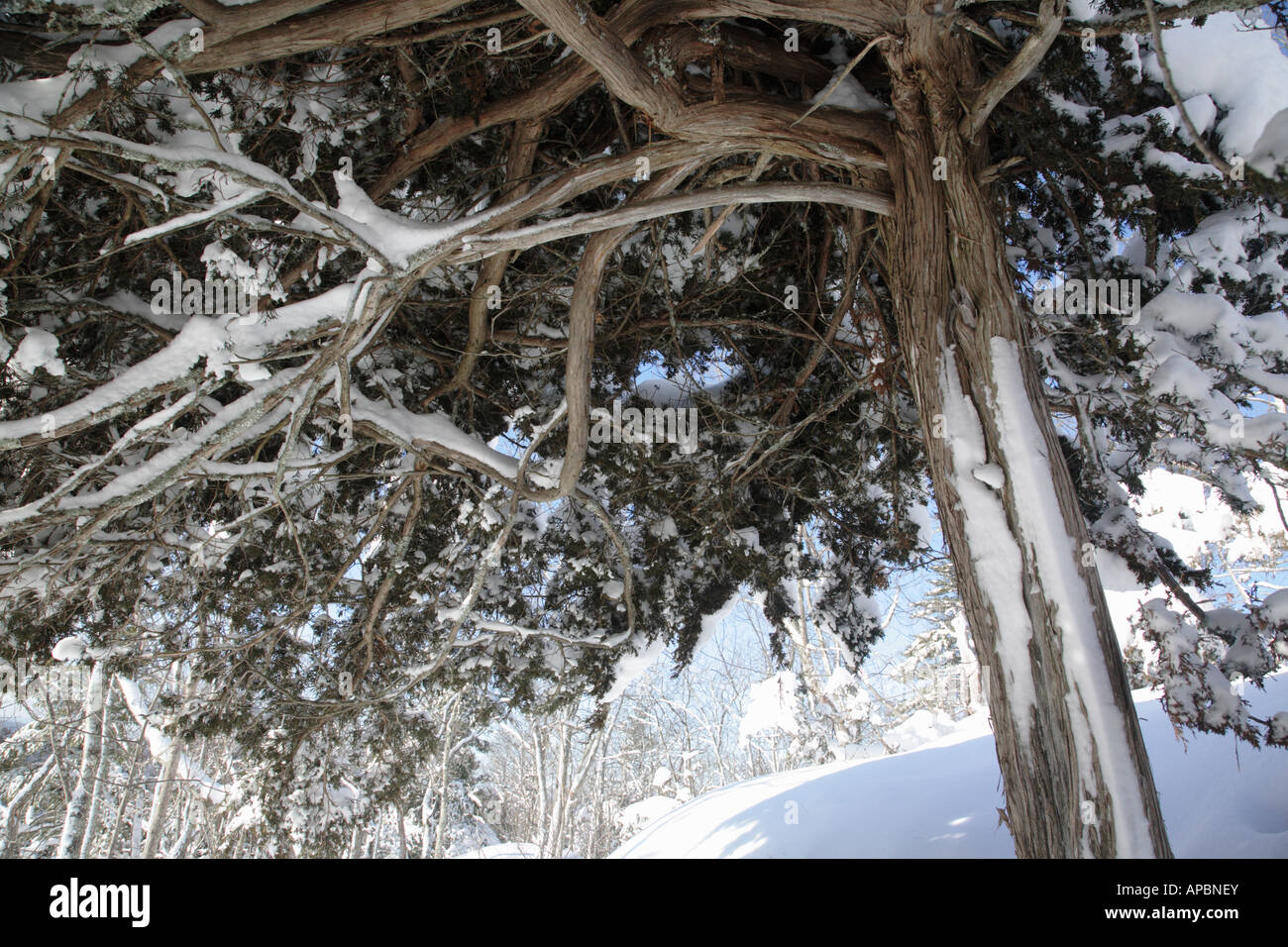 Pawtuckaway State Park during the winter months Located in Nottingham New Hampshire USA which is part of New England Stock Photo