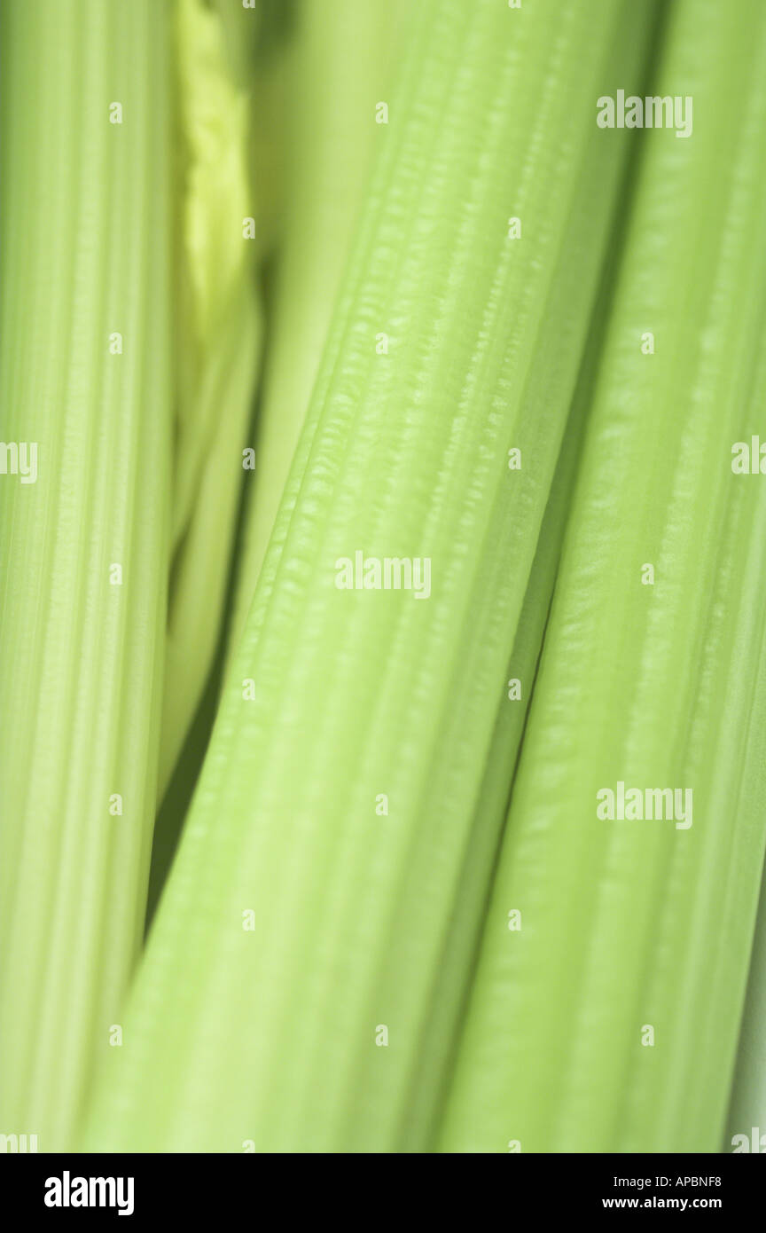 Celery Stem Vegetable Celery Stock Photo Alamy
