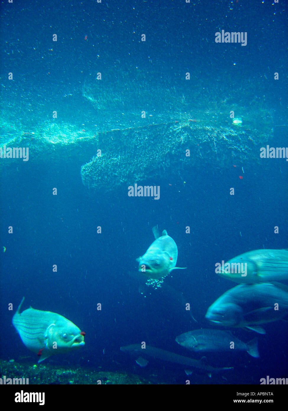 Fish swimming in monochromatic blue hi-res stock photography and images ...