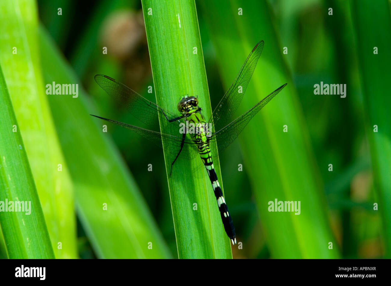 A Dragonfly rest on a leaf of a plant on the edge of a pond Stock Photo ...