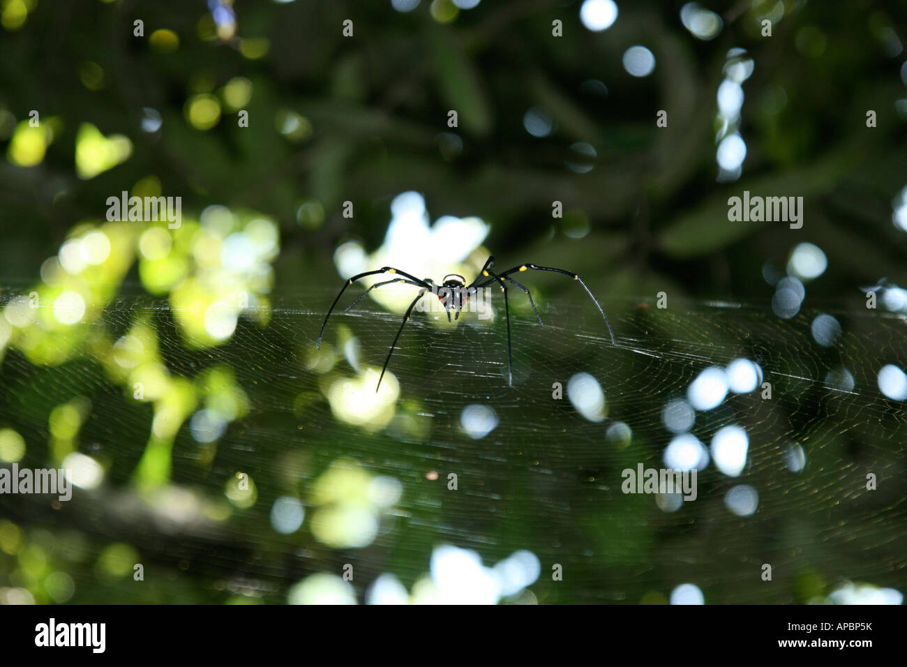 orb web spider in jungle Stong State Park Kelantan Malaysia Stock Photo