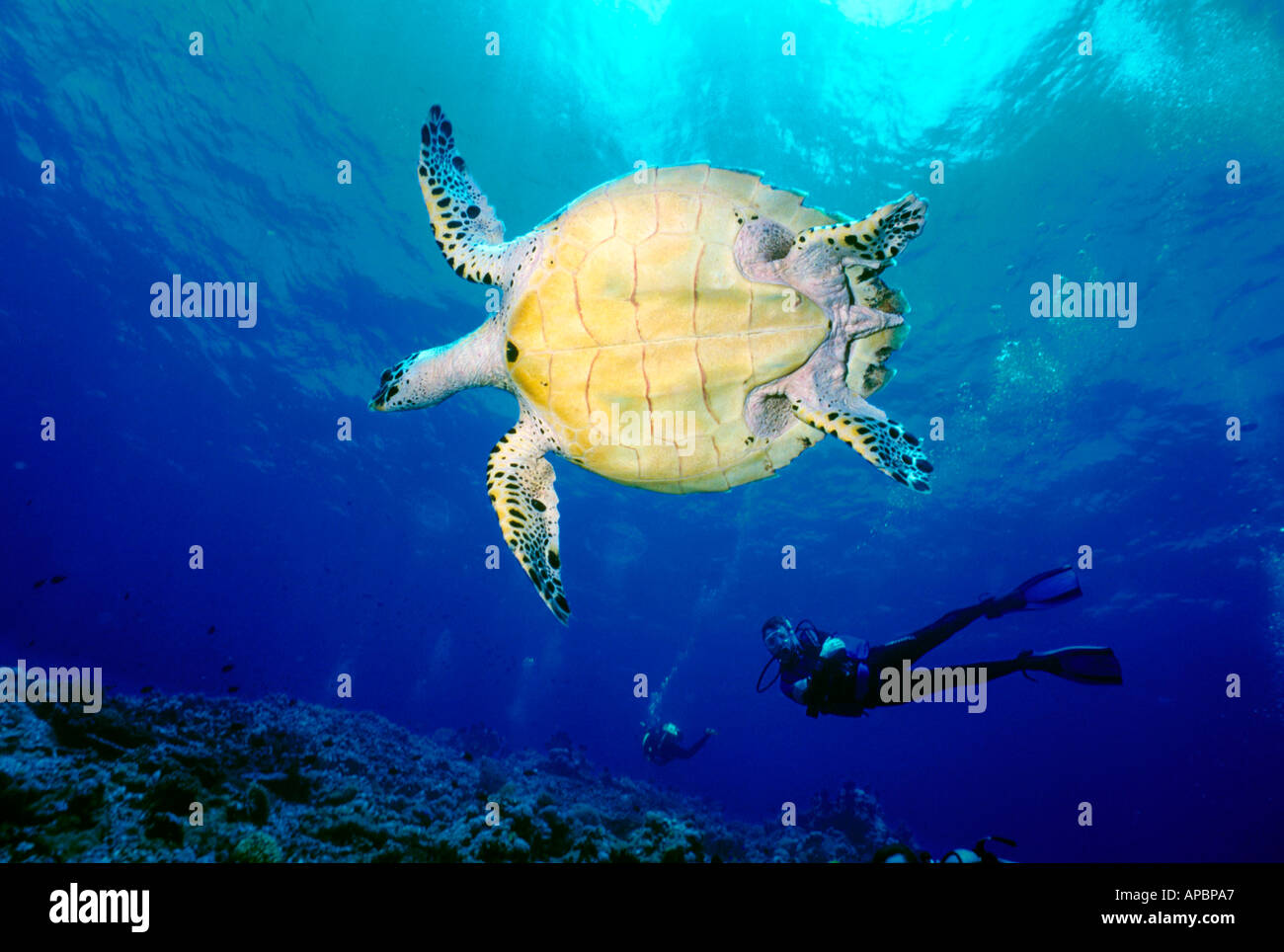Scuba Diving off Papua New Guinea Stock Photo Alamy