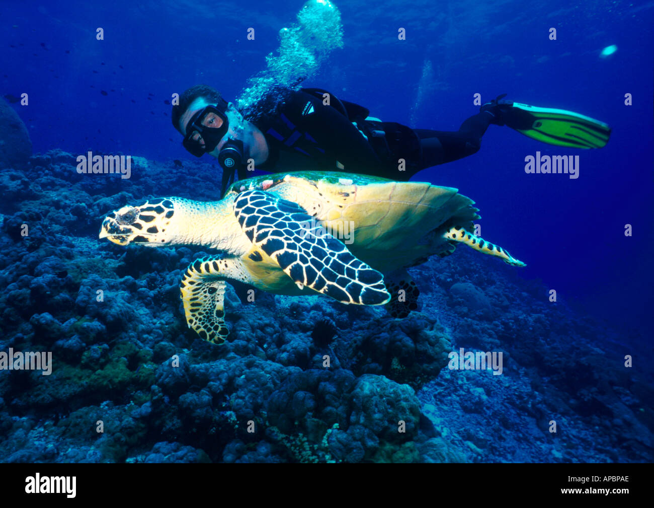 Warren Falconer Scuba Diving with turtle off Papua New Guinea Stock