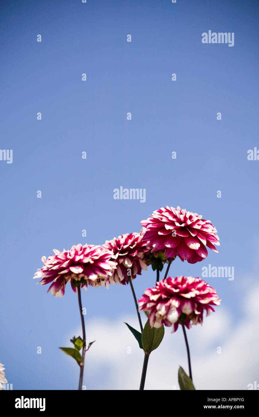 Pink white striped dahlia hi-res stock photography and images - Alamy