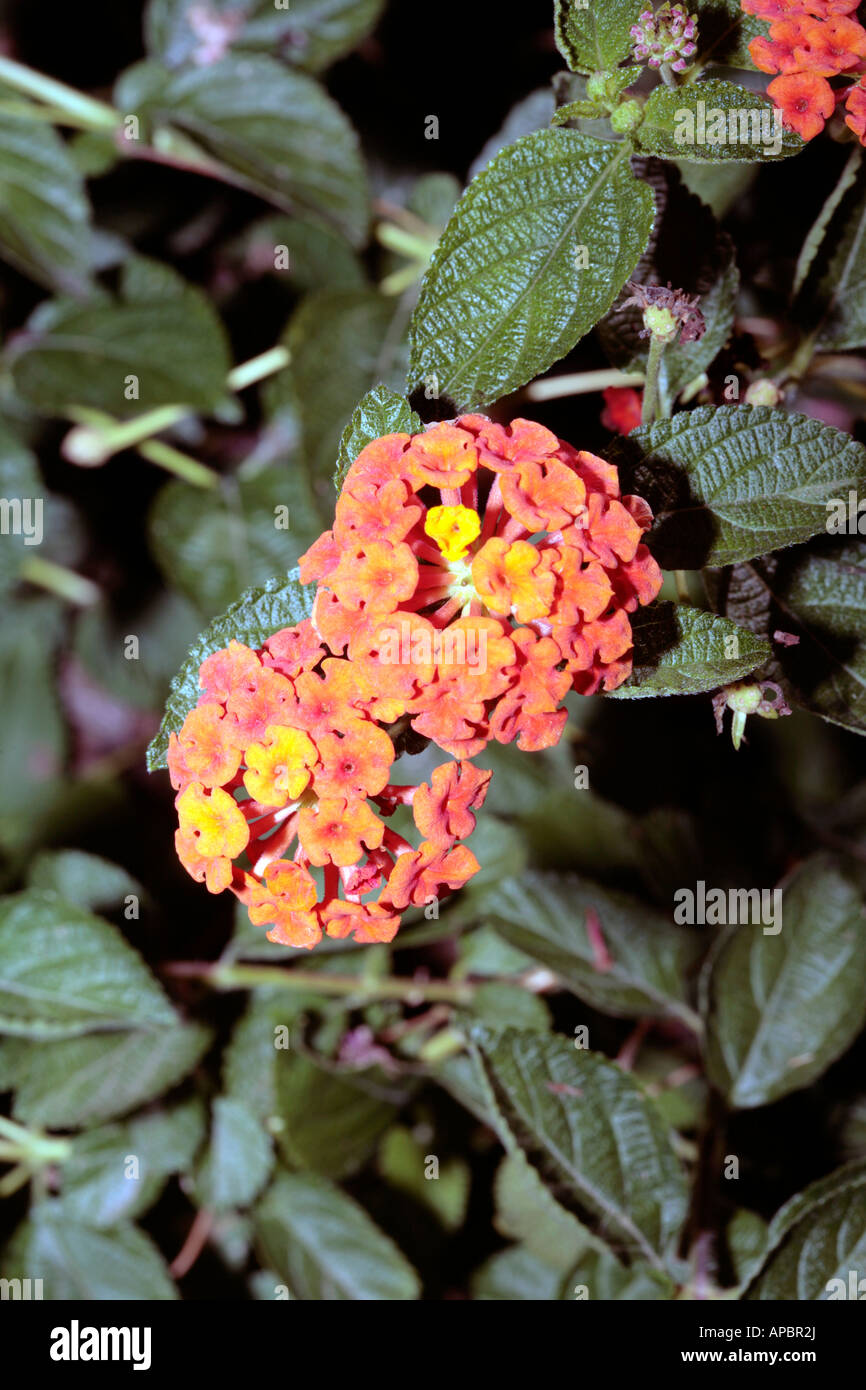 Lantana/Verbena-lantana camara-Family Verbenaceae Stock Photo - Alamy