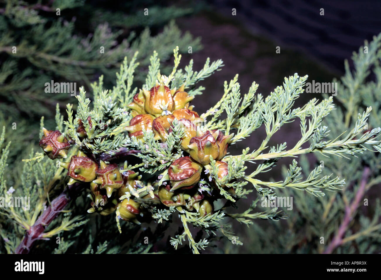 Clan William Cedar/Cape cedar male cones- Widdringtonia cedarbergensis-Family Cupressaceae-Endangered Stock Photo