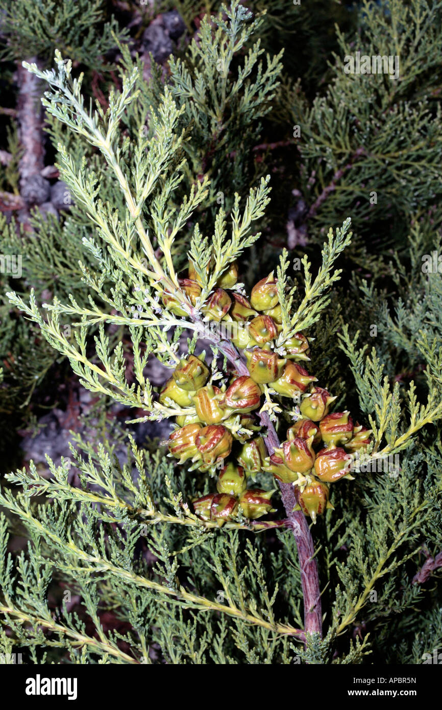 Clan William Cedar/Cape cedar male cones- Widdringtonia cedarbergensis-Family Cupressaceae-Endangered Stock Photo