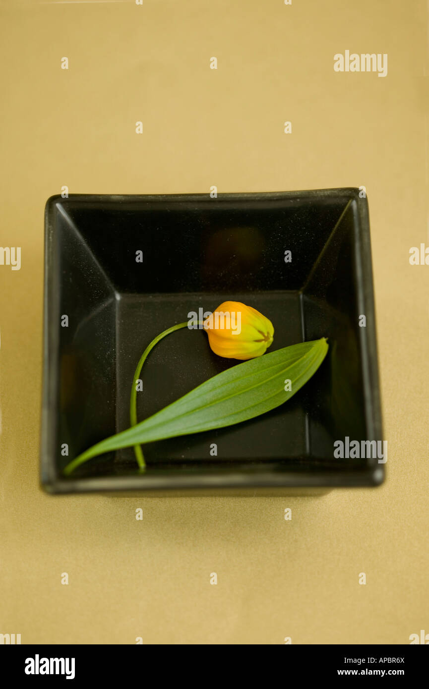 orange blossom simple still life square dish flower leaf Stock Photo