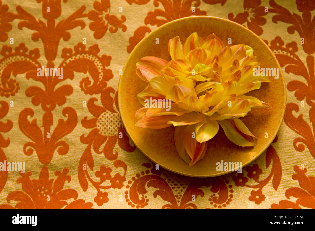 yellow dahlia flower on round plate still life orange circle simple petals delicate floral groovy wallpaper ornate warm Stock Photo