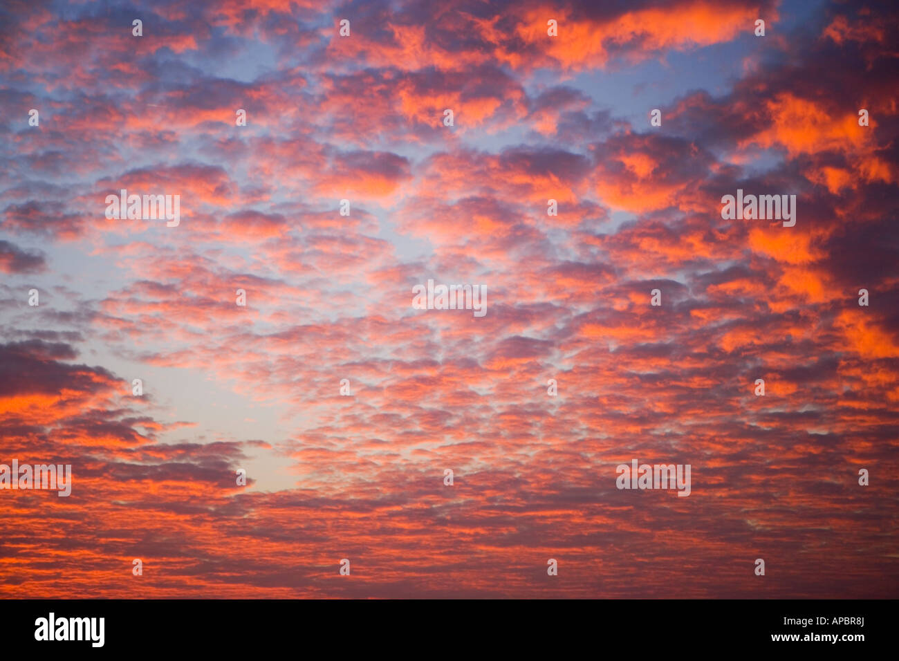 Pink mackerel sky with fluffy clouds Stock Photo Alamy