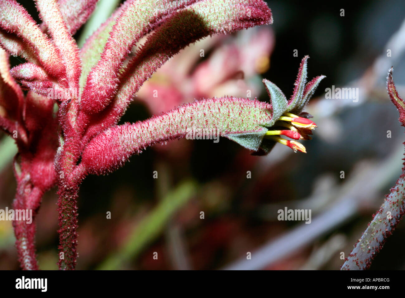 Albany Kangaroo Paw-Anigozanthos flavidus-Family Haemodoraceae Stock Photo