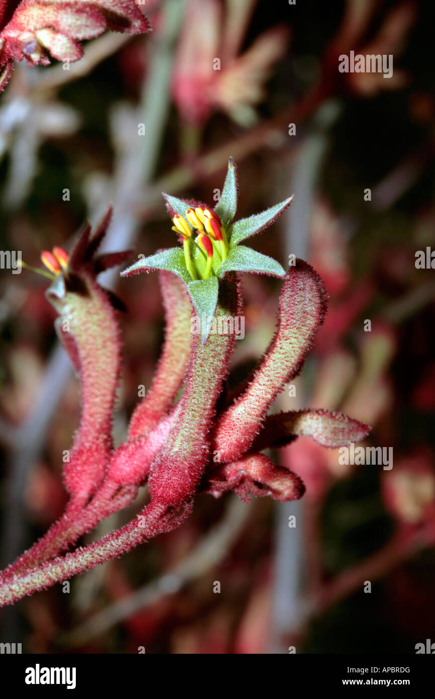 Albany Kangaroo Paw-Anigozanthos flavidus-Family Haemodoraceae Stock Photo