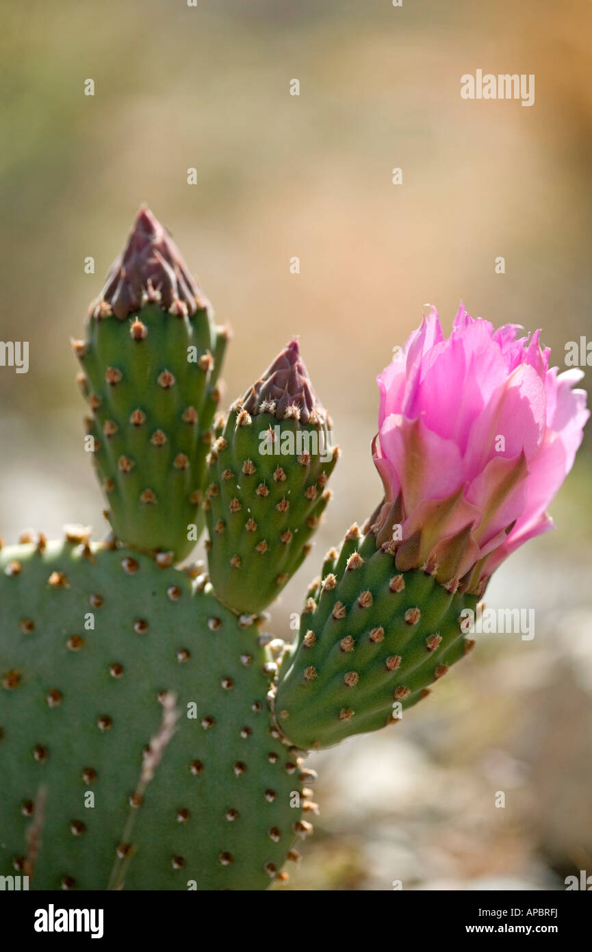 desert flower Death Valley California USA vacation Desert Beavertail