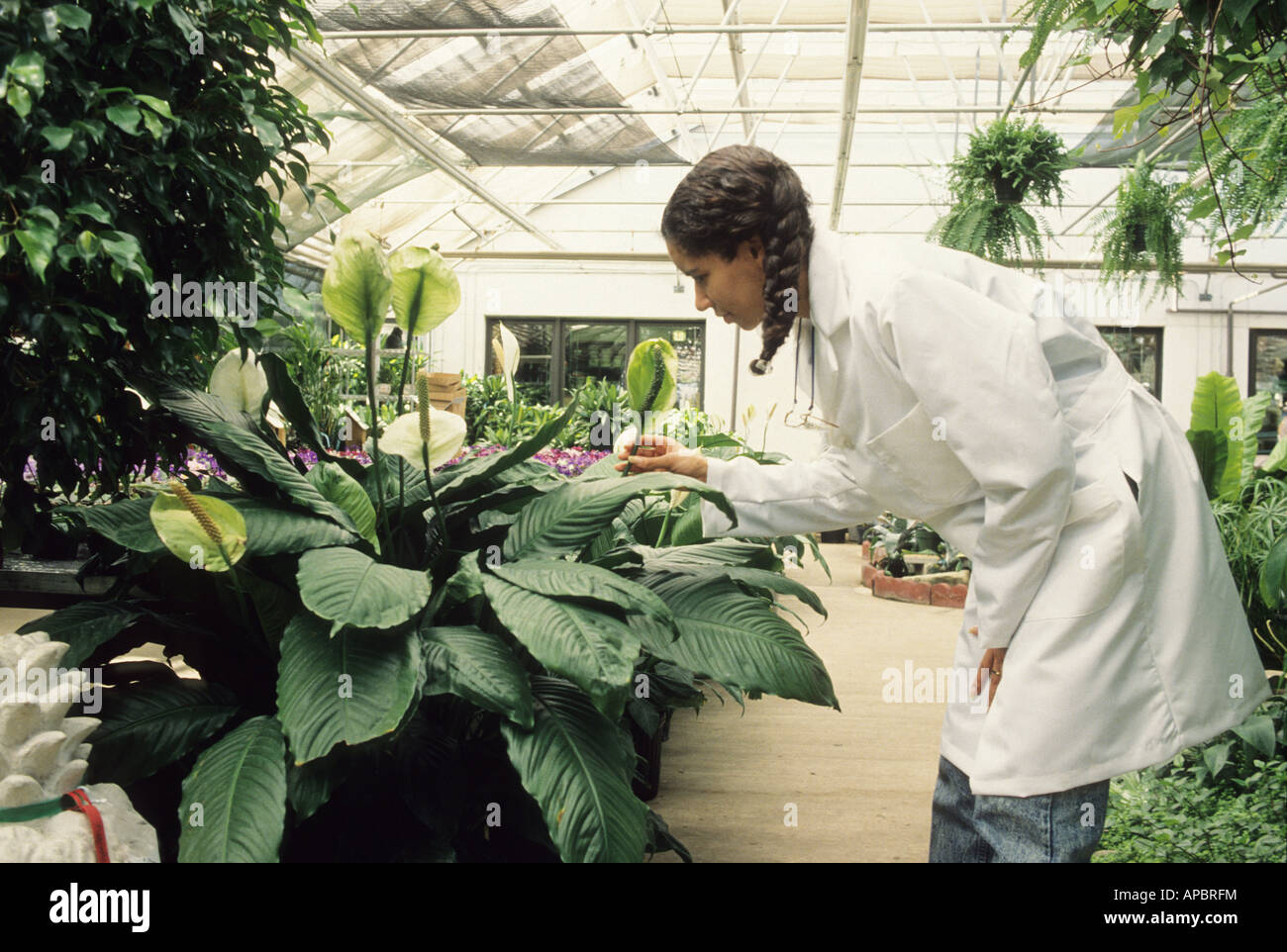 Native American Plant Pathologist checks flower in green house research Maryland USA career woman science ecology Stock Photo