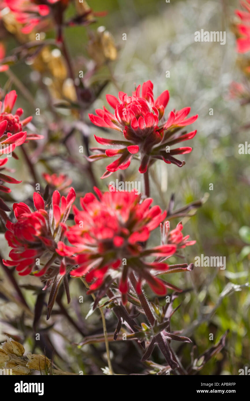 Desert Castilleja Desert Indian Paintbrush desert flower Death Valley California USA vacation Desert Stock Photo