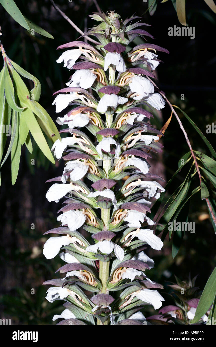 Spiny Bear's Breeches- Acanthus spinosus-Family Acanthaceae Stock Photo