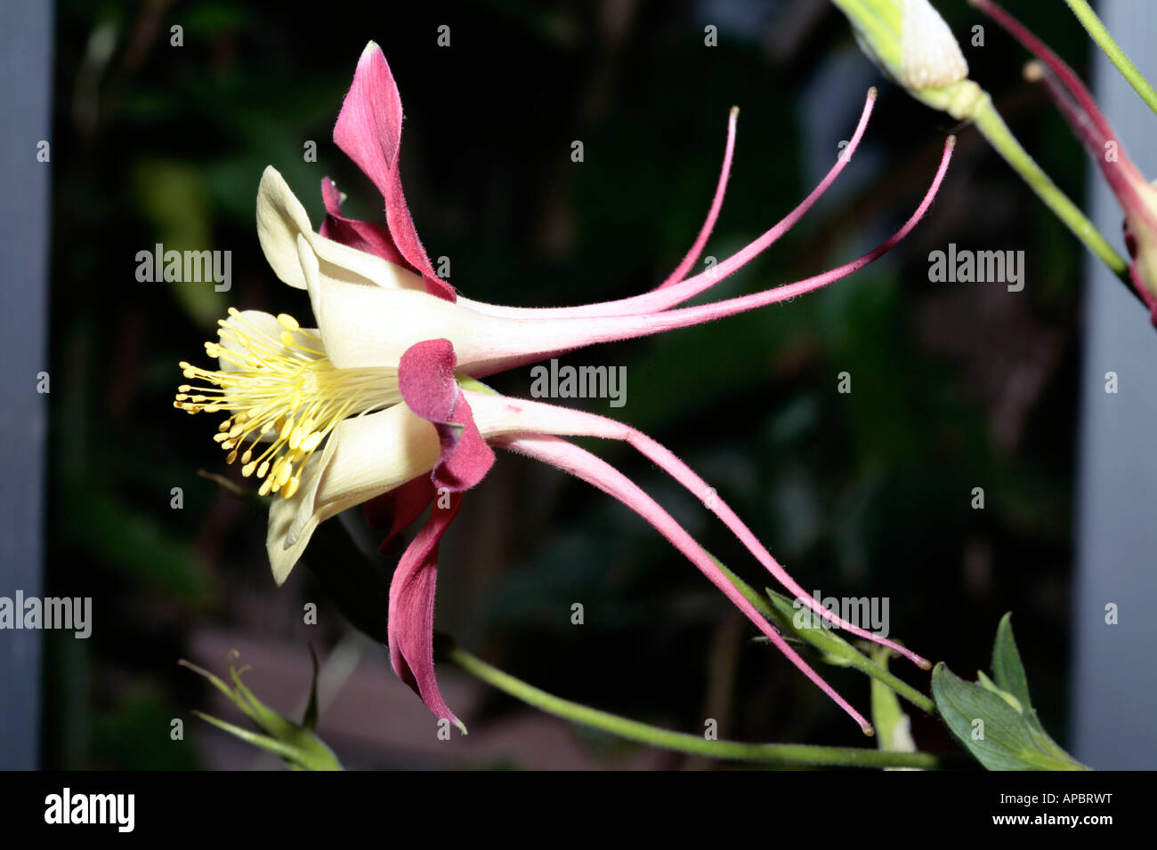 Columbine- Aquilegia cultivar- Family Ranunculaceae Stock Photo