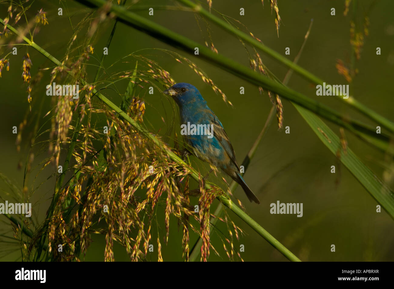 An Indigo Bunting perches on a grass stalk while he feeds on the seed Stock Photo