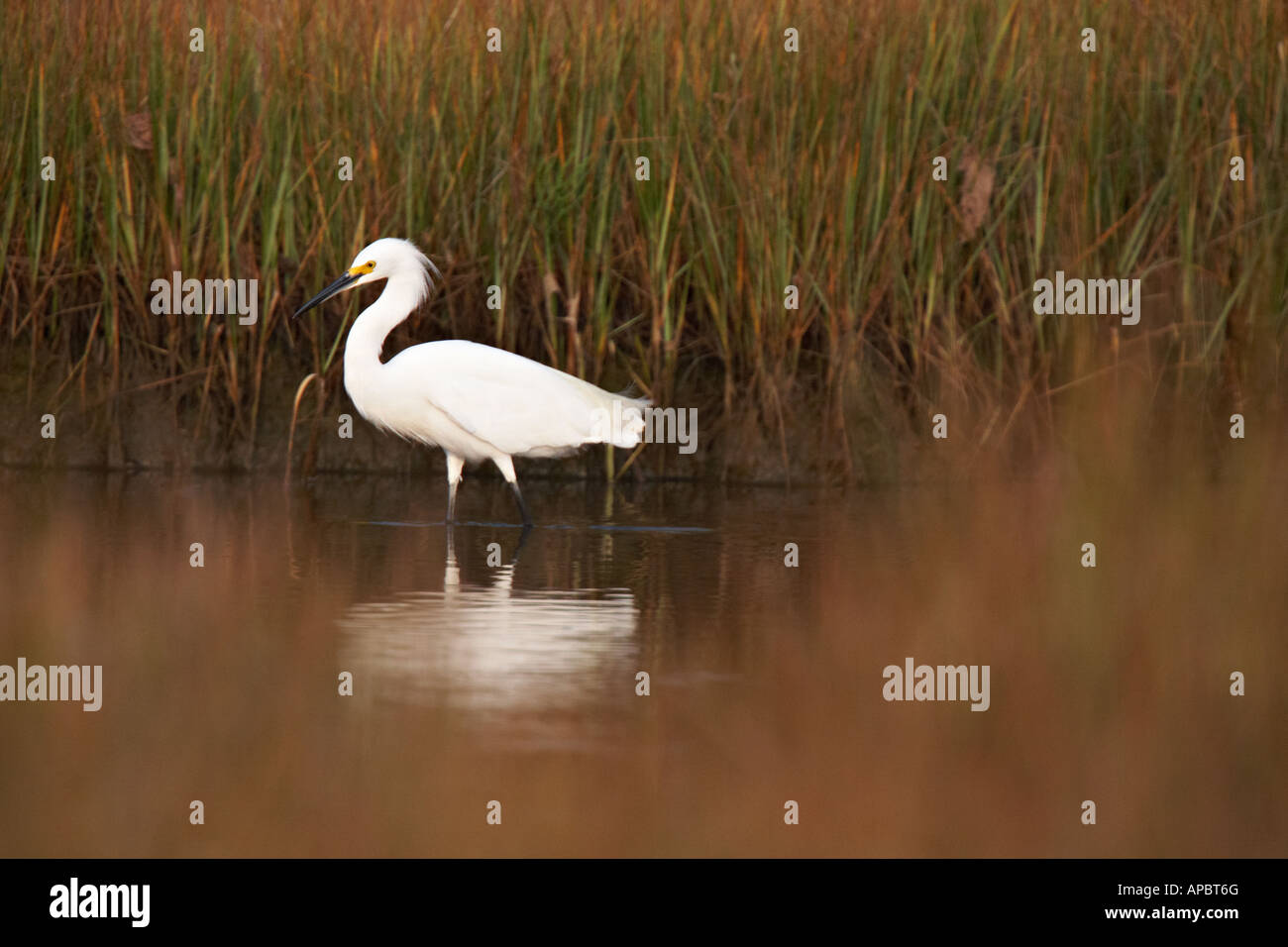 Snowy Egret (Egretta thula Stock Photo - Alamy