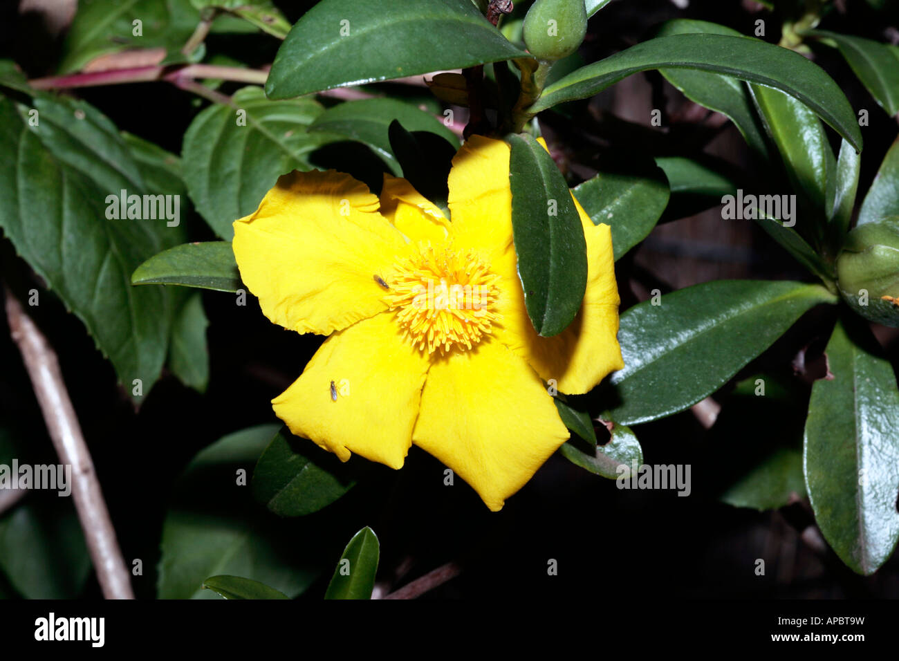 Twining Guinea Flower-Hibbertia dentata-Family Dilleniaceae Stock Photo