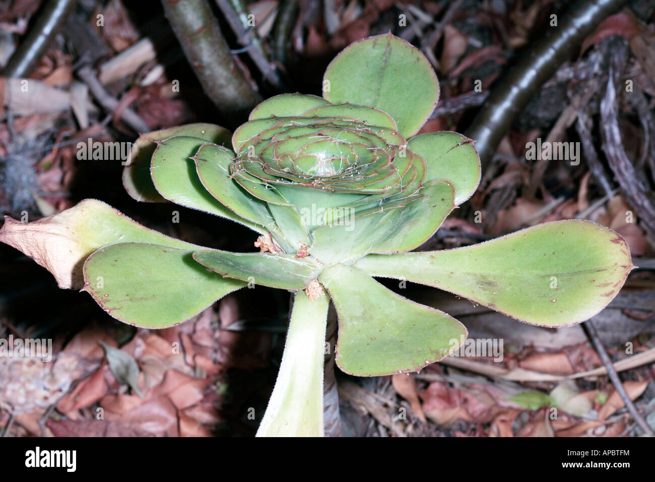 Aeonium- Family Crassulaceae Stock Photo