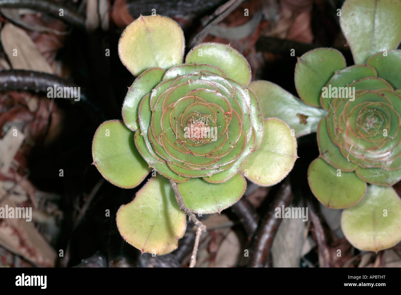 Aeonium- Family Crassulaceae Stock Photo