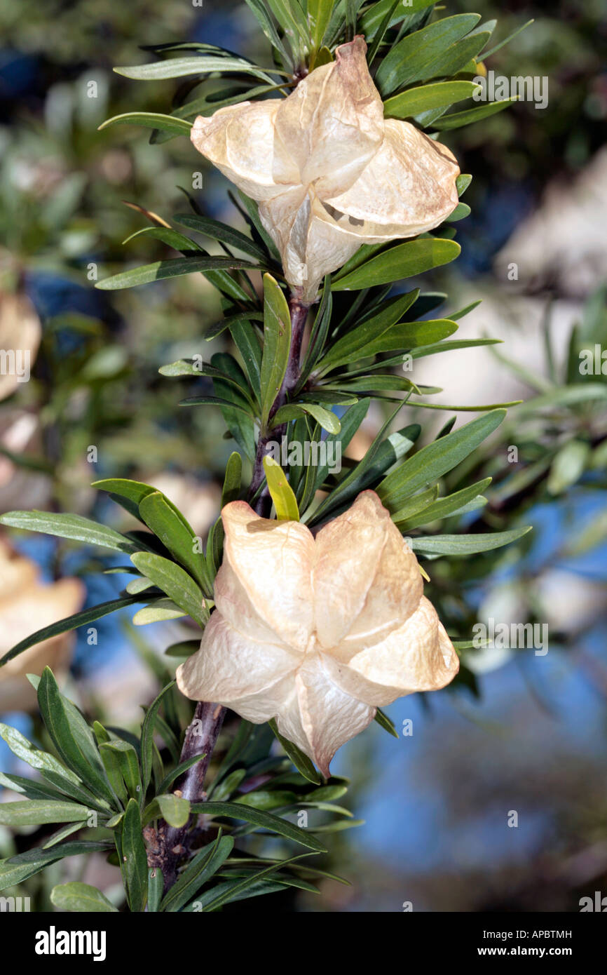 Chinese Lantern - Nymania capensis- Family Meliaceae Stock Photo