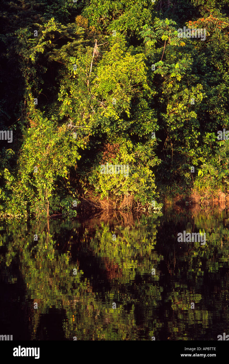 Dense jungle vegetation overhanging the Nanay River at sunset, Amazon