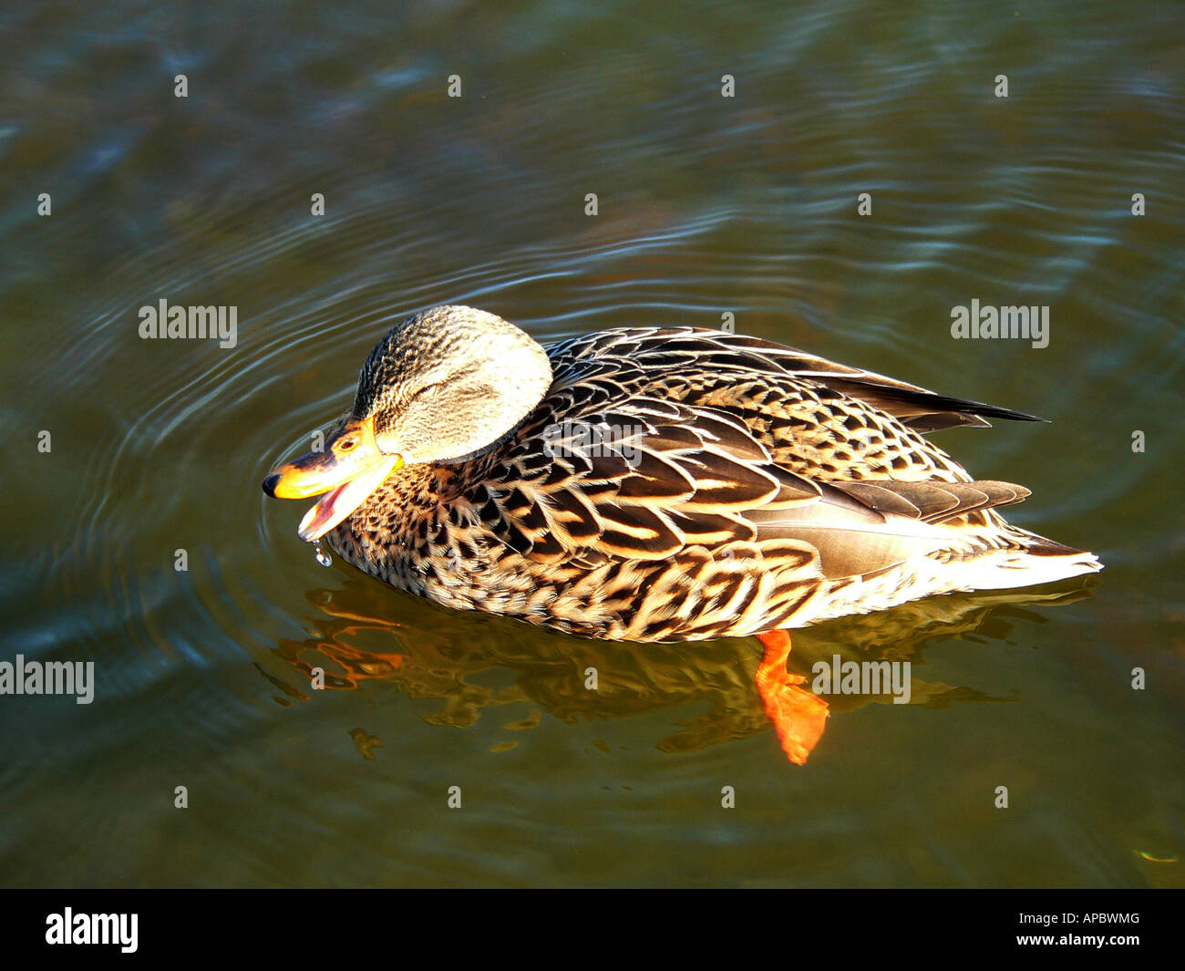 A female duck quacks as she paddles quietly in the Lincoln Memorial Reflecting Pool Stock Photo