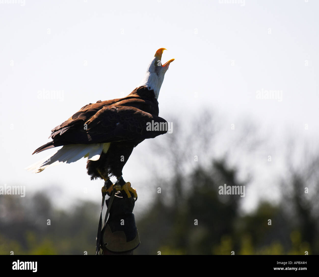 Bald Eagle screeching Stock Photo Alamy