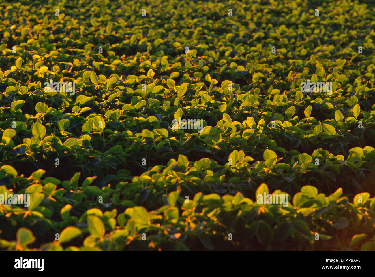 Young soybean crop usa hi-res stock photography and images - Alamy