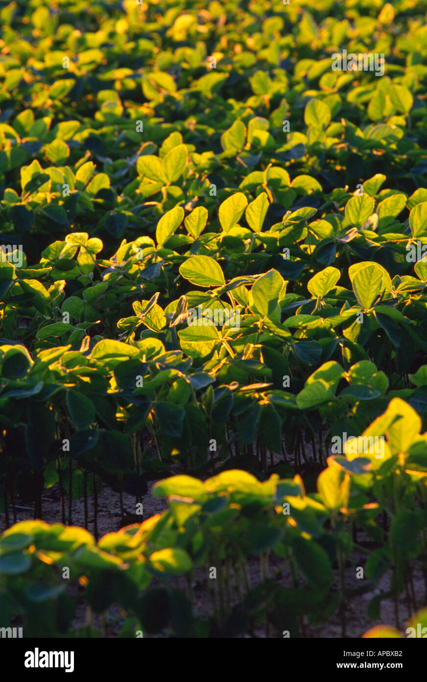 Rows of young soybeans backlit by setting sun on farm near Elizabethtown Lancaster County Pennsylvania USA Stock Photo