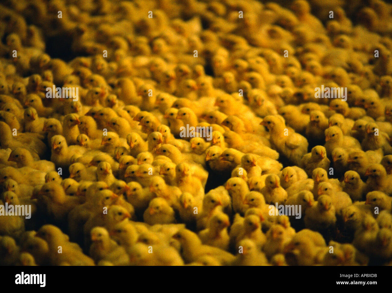 Week old baby chickens in curtain house in Higgins Valley Pocono Mountains Pennsylvania USA Stock Photo