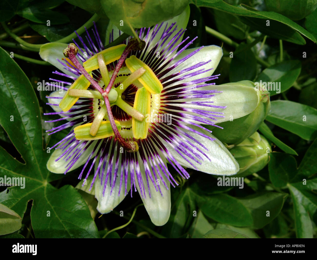 "passion flower bloom, England Stock Photo Alamy